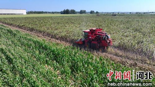 特色农业促振兴 河北泊头3000亩高粱迎丰收 农业机械服务助力春华秋实