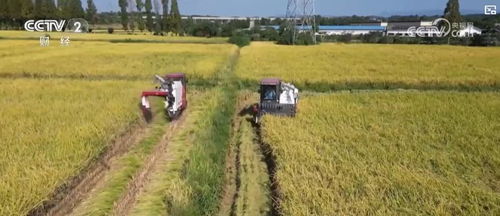 稻浪滚滚果满园 全国农业机械化迎来丰收盛宴